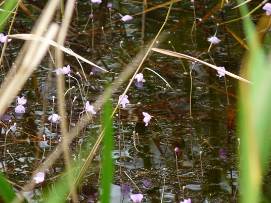 {Utricularia purpurea}